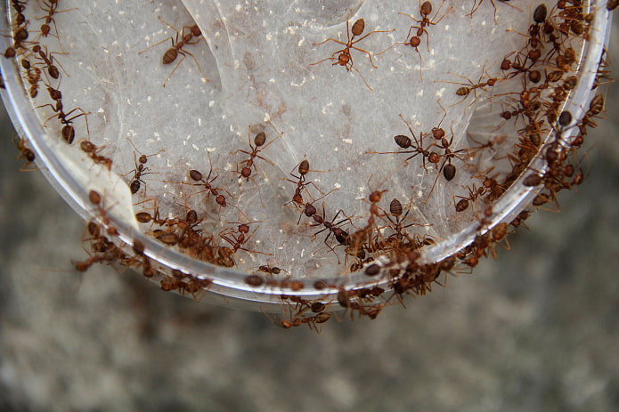 white threads on ant products white threads on ant products