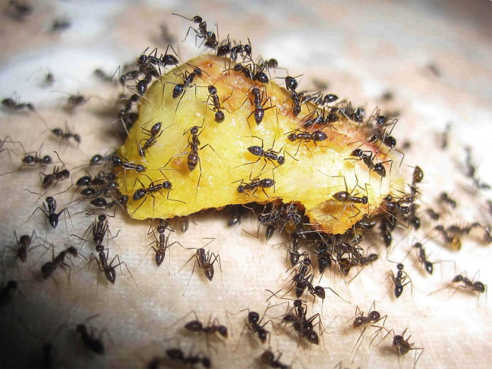 how to spot ants at home how to spot ants at home