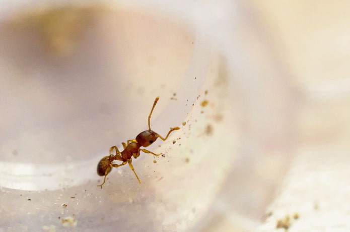 why are house ants dangerous? why are house ants dangerous?
