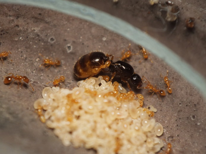 how to find an anthill in an apartment how to find an anthill in an apartment