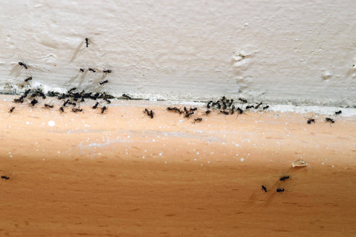 ant remedies in the house ant remedies in the house