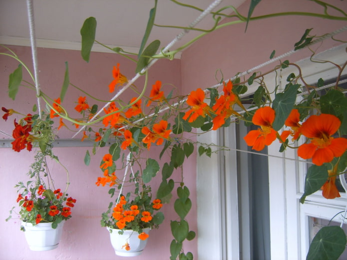 types of nasturtiums types of nasturtiums