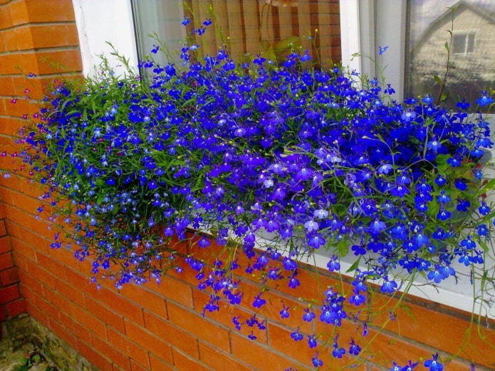 lobelia on the windowsill lobelia on the windowsill