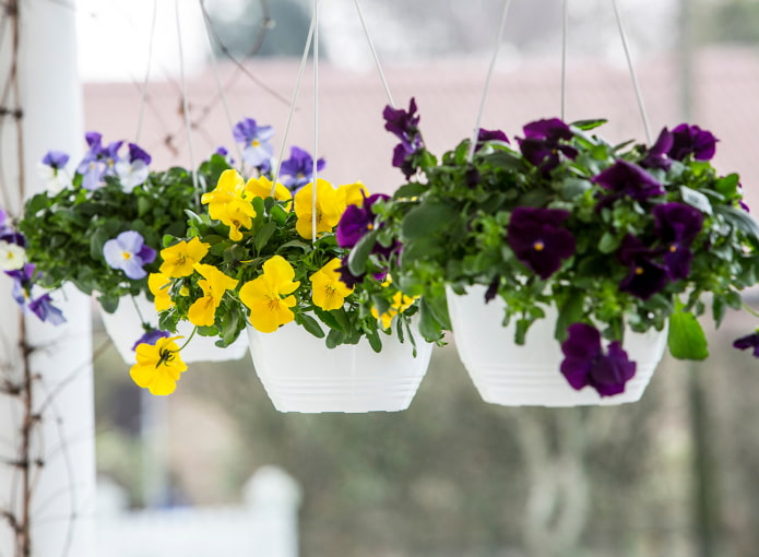 viola in pots viola in pots