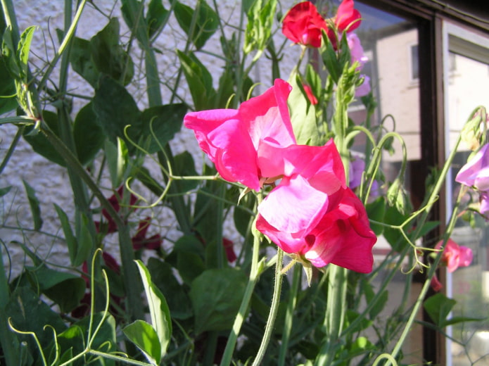 how sweet peas bloom how sweet peas bloom