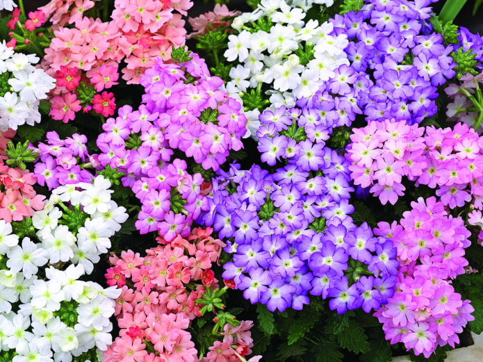 shades of verbena flowers shades of verbena flowers