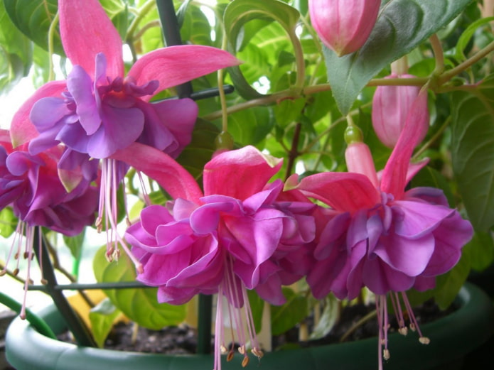 fuchsia flowers fuchsia flowers