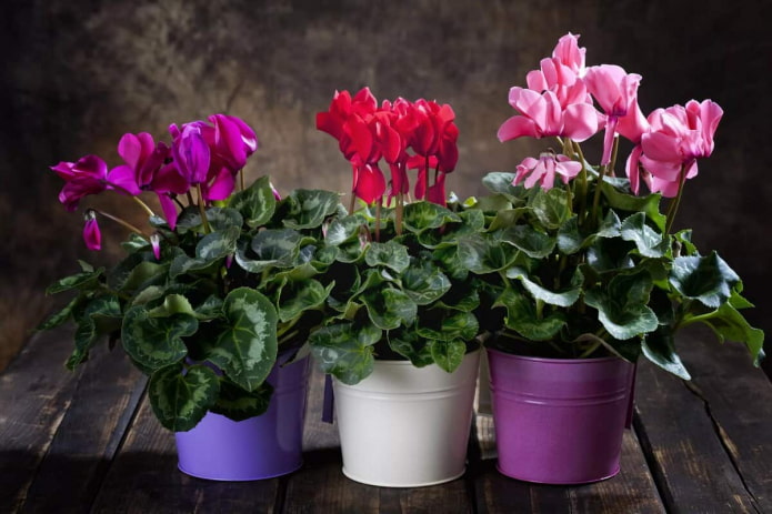 cyclamen varieties cyclamen varieties
