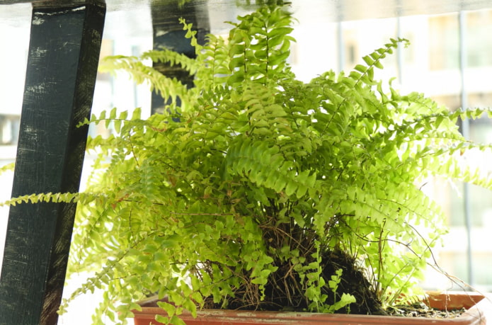 fern for the balcony fern for balcony