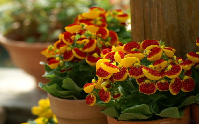 growing calceolaria growing calceolaria