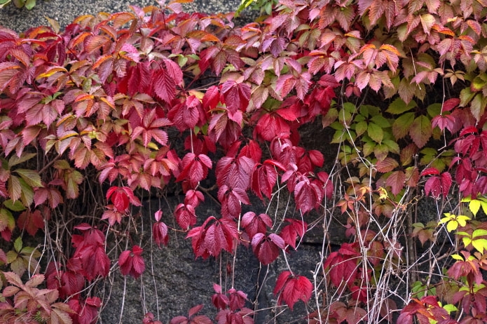 climbing plant for the balcony climbing plant for the balcony