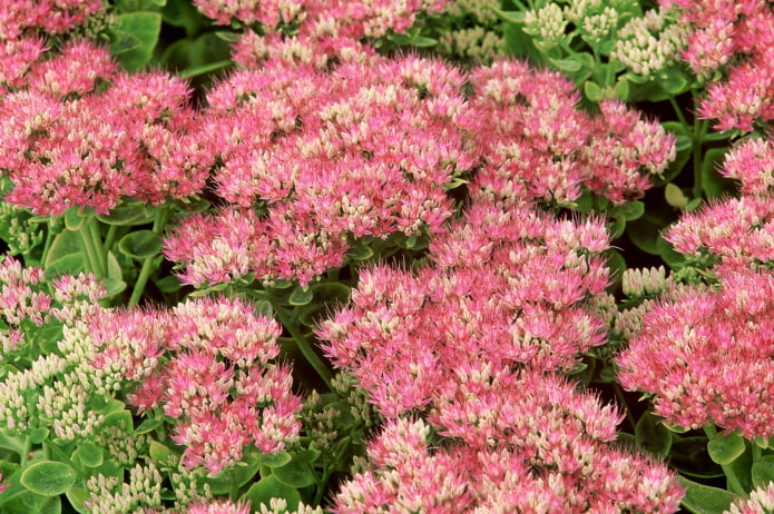 how sedum blooms how sedum blooms