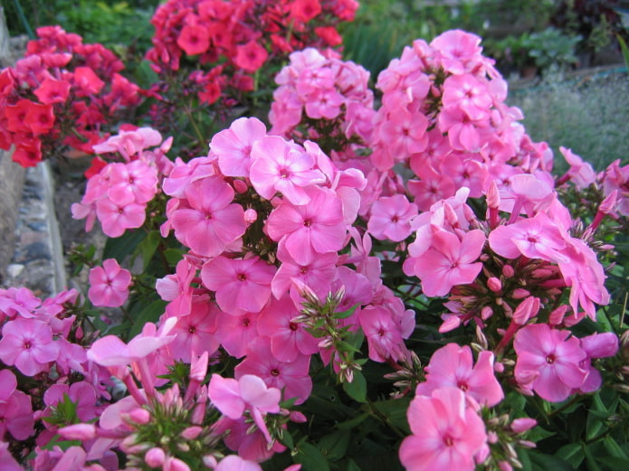 flowers for southern loggias flowers for southern loggias