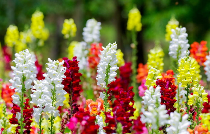 how does snapdragon bloom how does snapdragon bloom