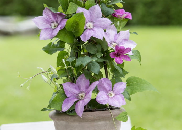growing clematis in a pot growing clematis in a pot