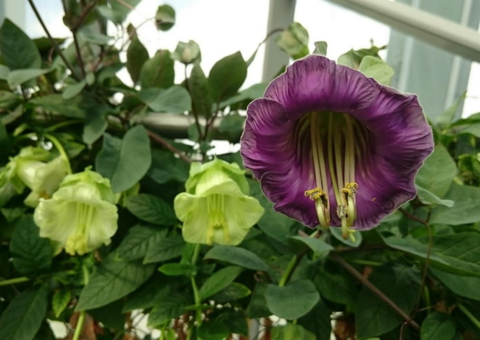 Kobei flower Kobei flower