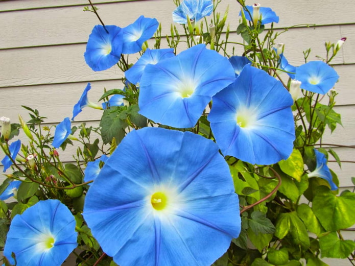 blue morning glory blue morning glory