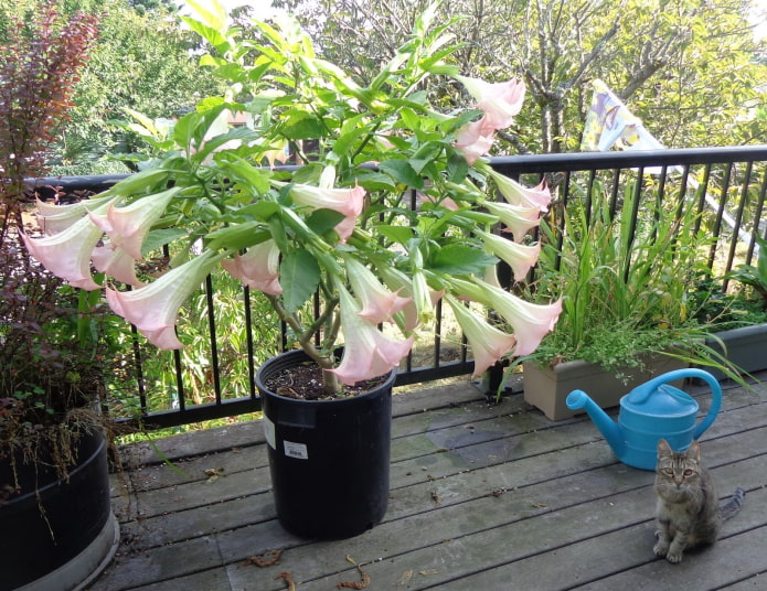 potted datura potted datura