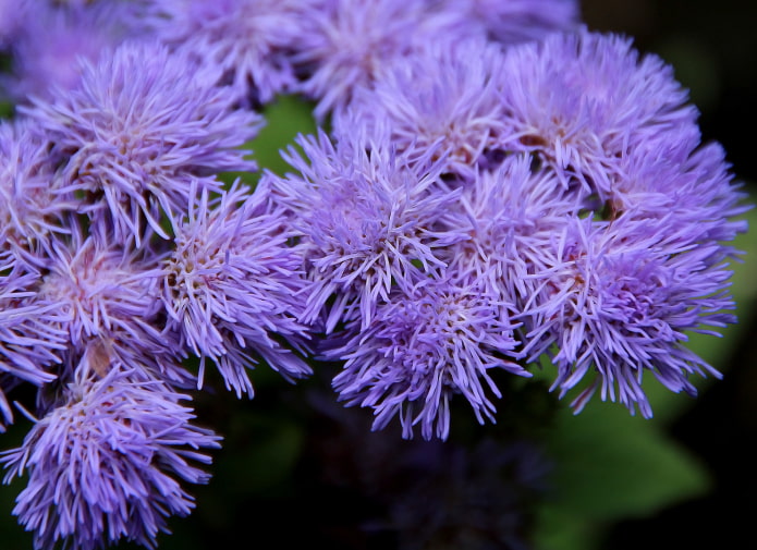 how ageratum blooms how ageratum blooms