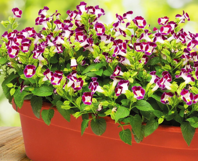 annual for the balcony annual for the balcony