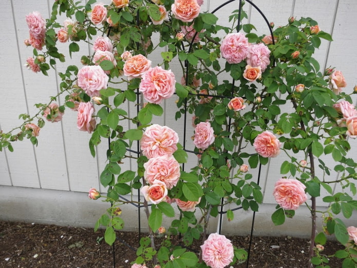 perennial for loggia perennial for loggia