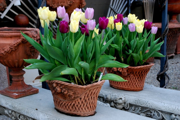 how to grow tulips at home how to grow tulips at home