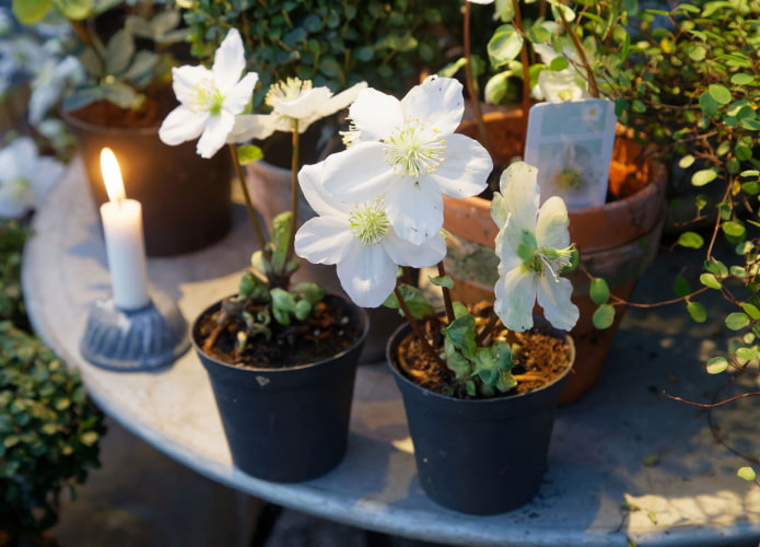 blooming hellebore blooming hellebore