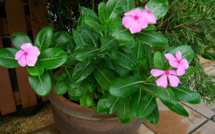periwinkle in a pot periwinkle in a pot
