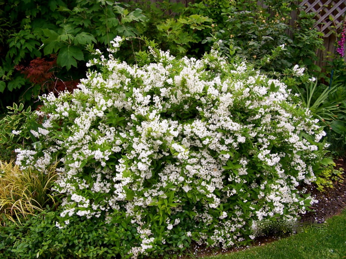 shrub with white flowers shrub with white flowers