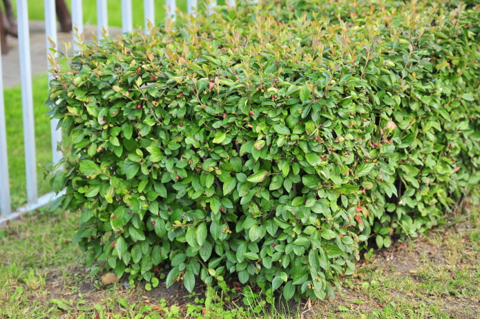 what does a cotoneaster look like what does a cotoneaster look like