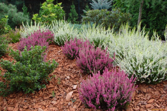 compact shrub to the country compact shrub to the country