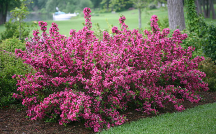 flowering weigela pink flowering weigela pink