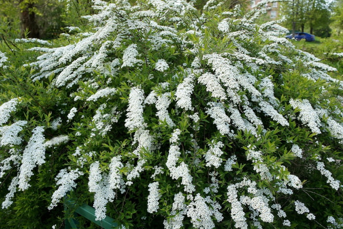 blooming white spirea blooming white spirea