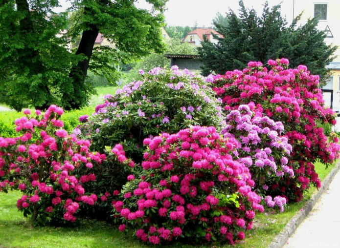 where to plant the rhododendron where to plant the rhododendron