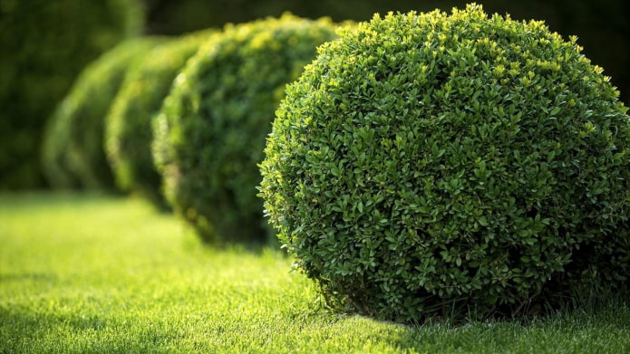 round bush round bush