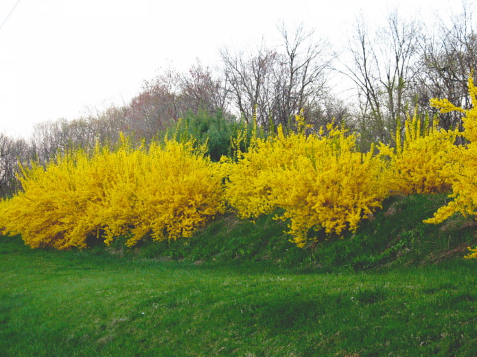 how forsythia blooms how forsythia blooms