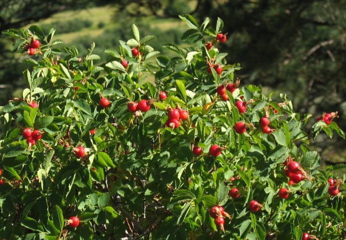 rose hips in the garden rose hips in the garden