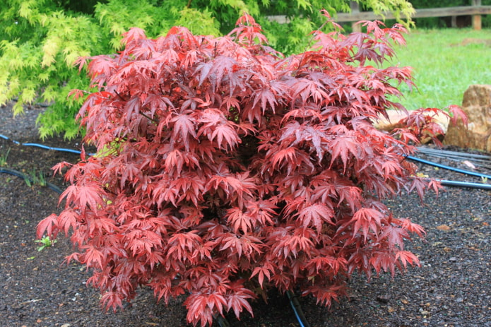what does japanese maple look like what does japanese maple look like