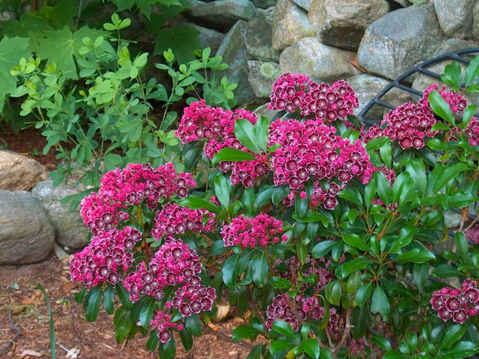 flowering calmia flowering calmia