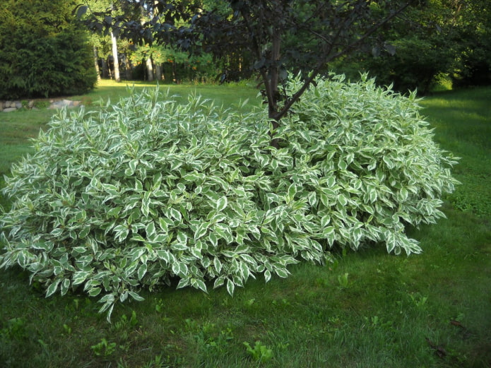 garden shrub with variegated leaves garden shrub with variegated leaves