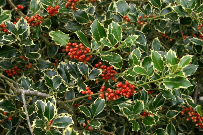 holly leaves holly leaves