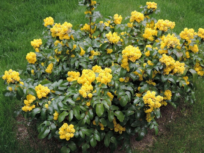 blooming mahonia in the garden blooming mahonia in the garden