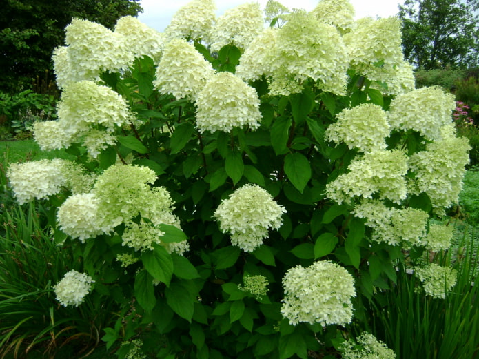 flowering hydrangea paniculata flowering hydrangea paniculata