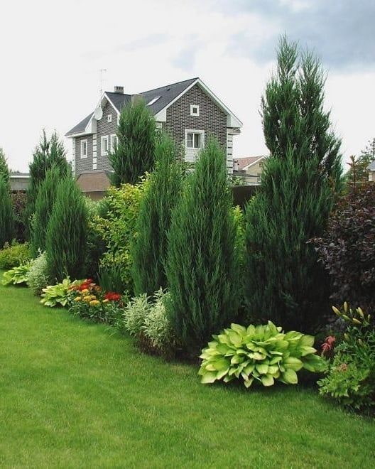 conifers in mixborder