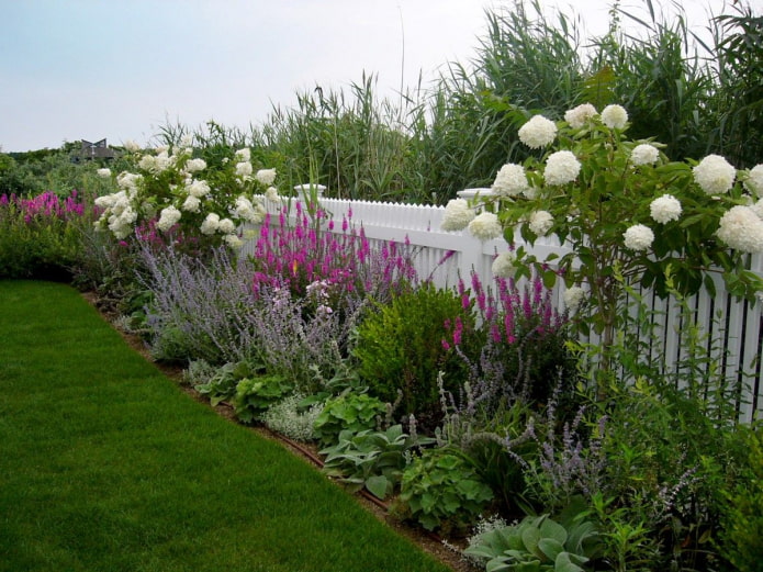 viburnum in a flower bed