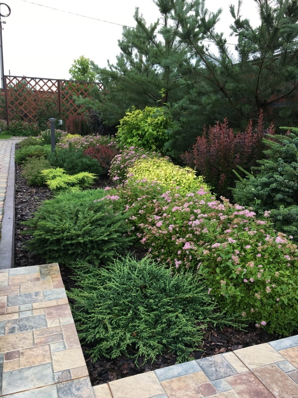 composition with cushion spruce