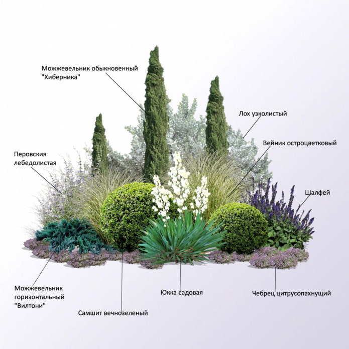 coniferous mixborder