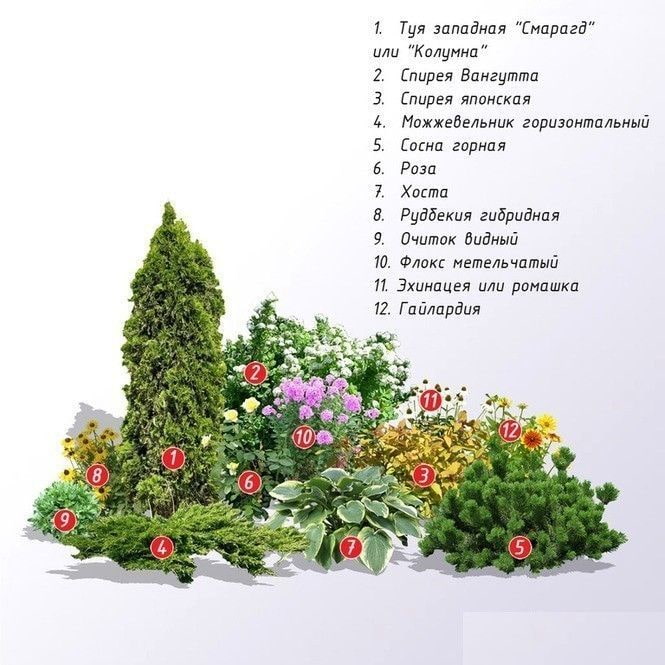 composition of conifers