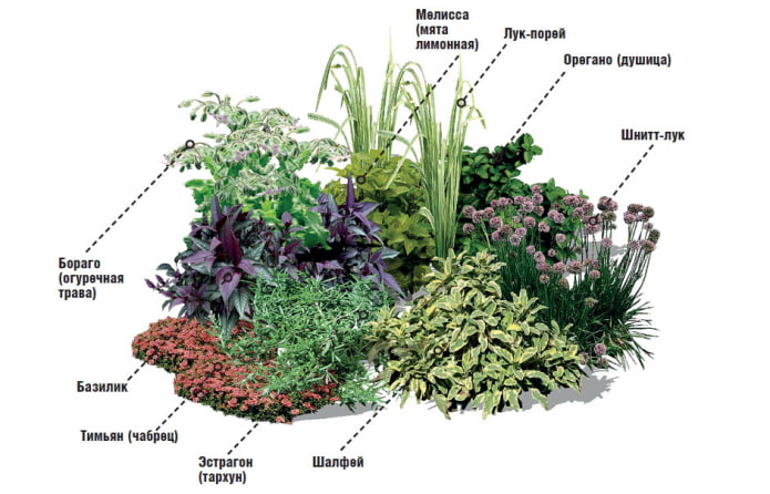 herbs in mixborder