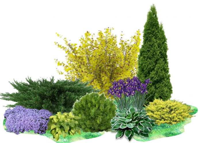 arrangement of plants in the garden
